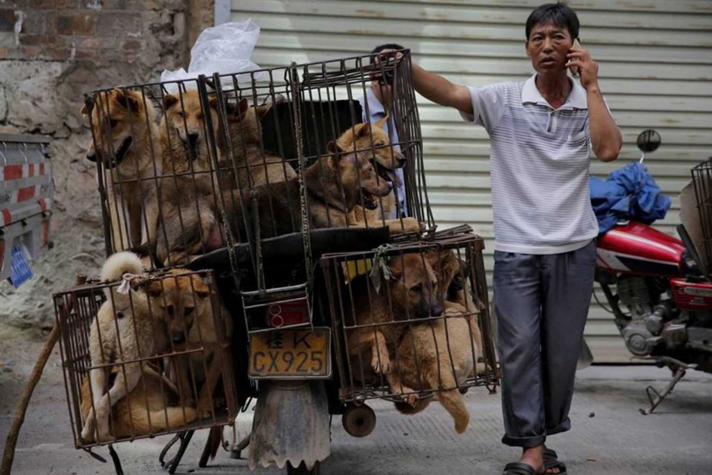 As Es El Pol Mico Festival De Carne De Perro En China