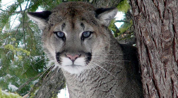 Declaran extinto al Puma del este de Norteamérica
