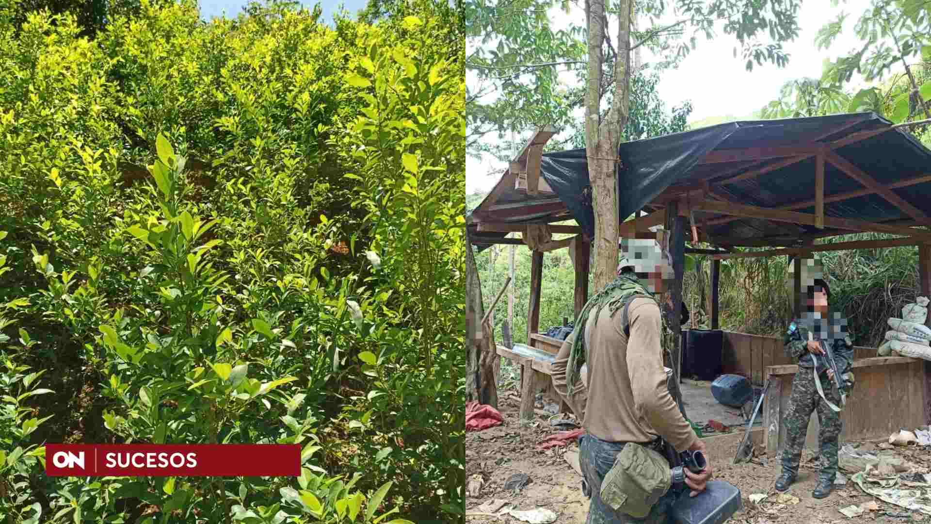 Fuerzas Armadas Asegura Plantaci N De Arbustos De Coca En Col N