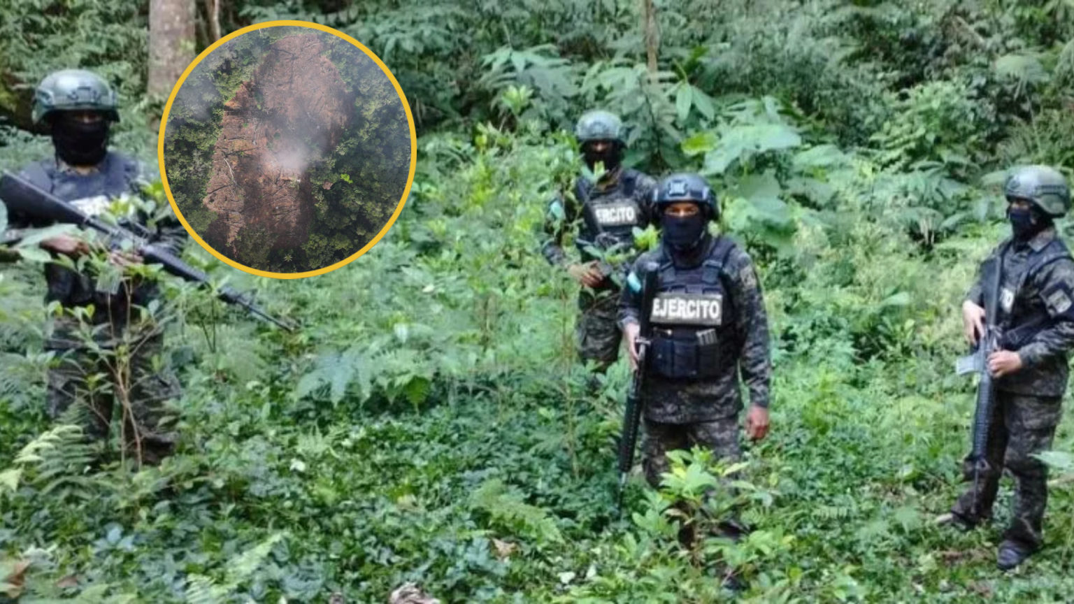 Aseguran plantación de coca en Biósfera del Río Plátano