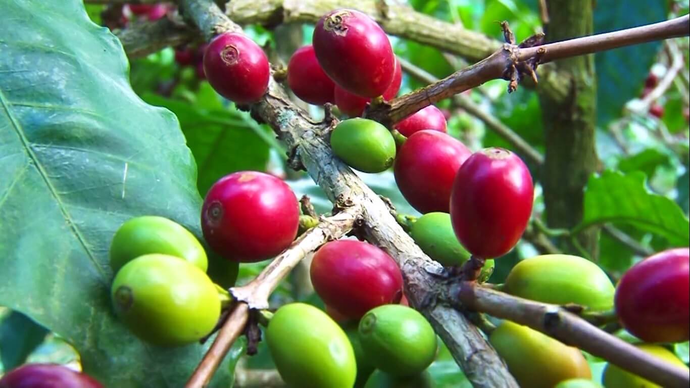 Se duplica exportaciones de café