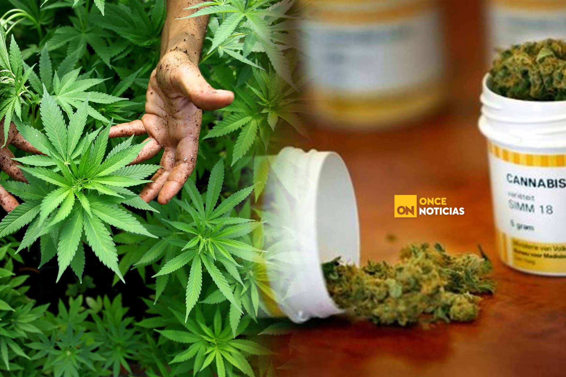 Argentina Legaliza El Uso Medicinal De La Marihuana 