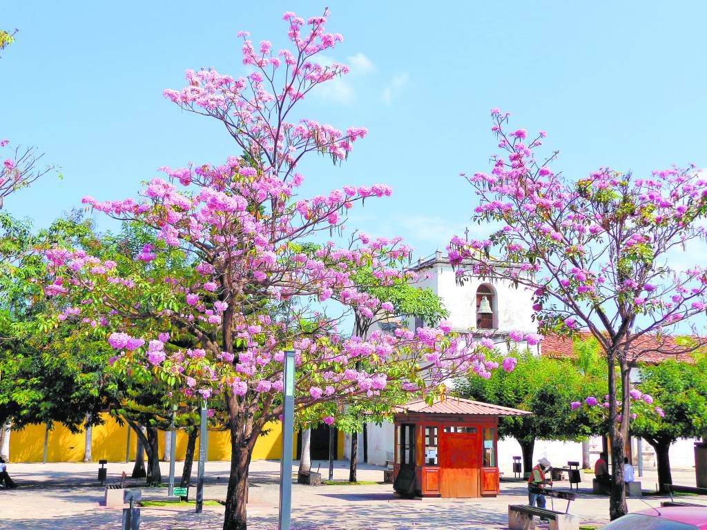 joya natural comayagua