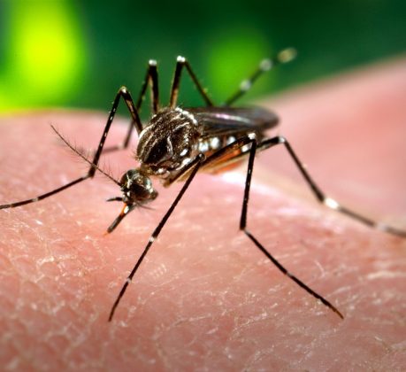 Casos de dengue