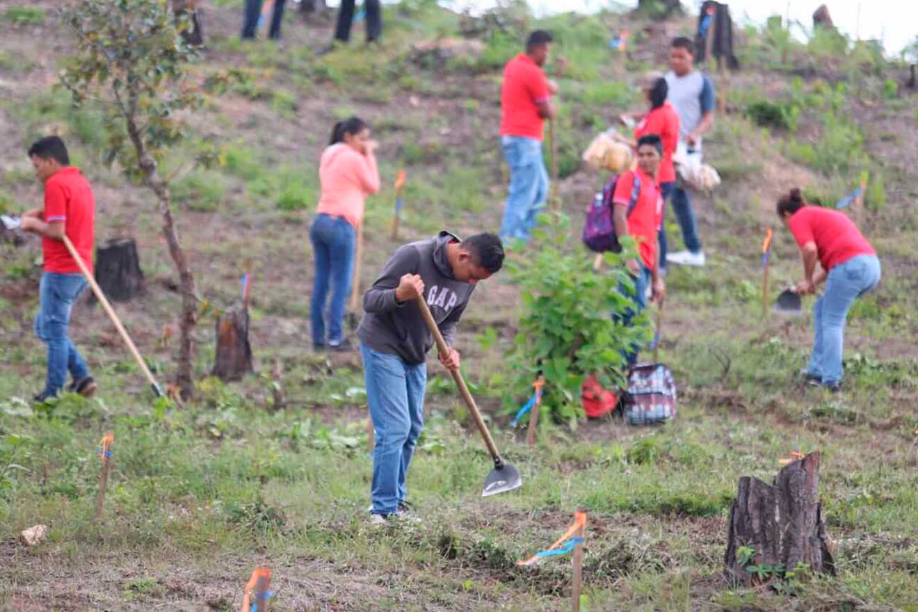 restauracion de bosques
