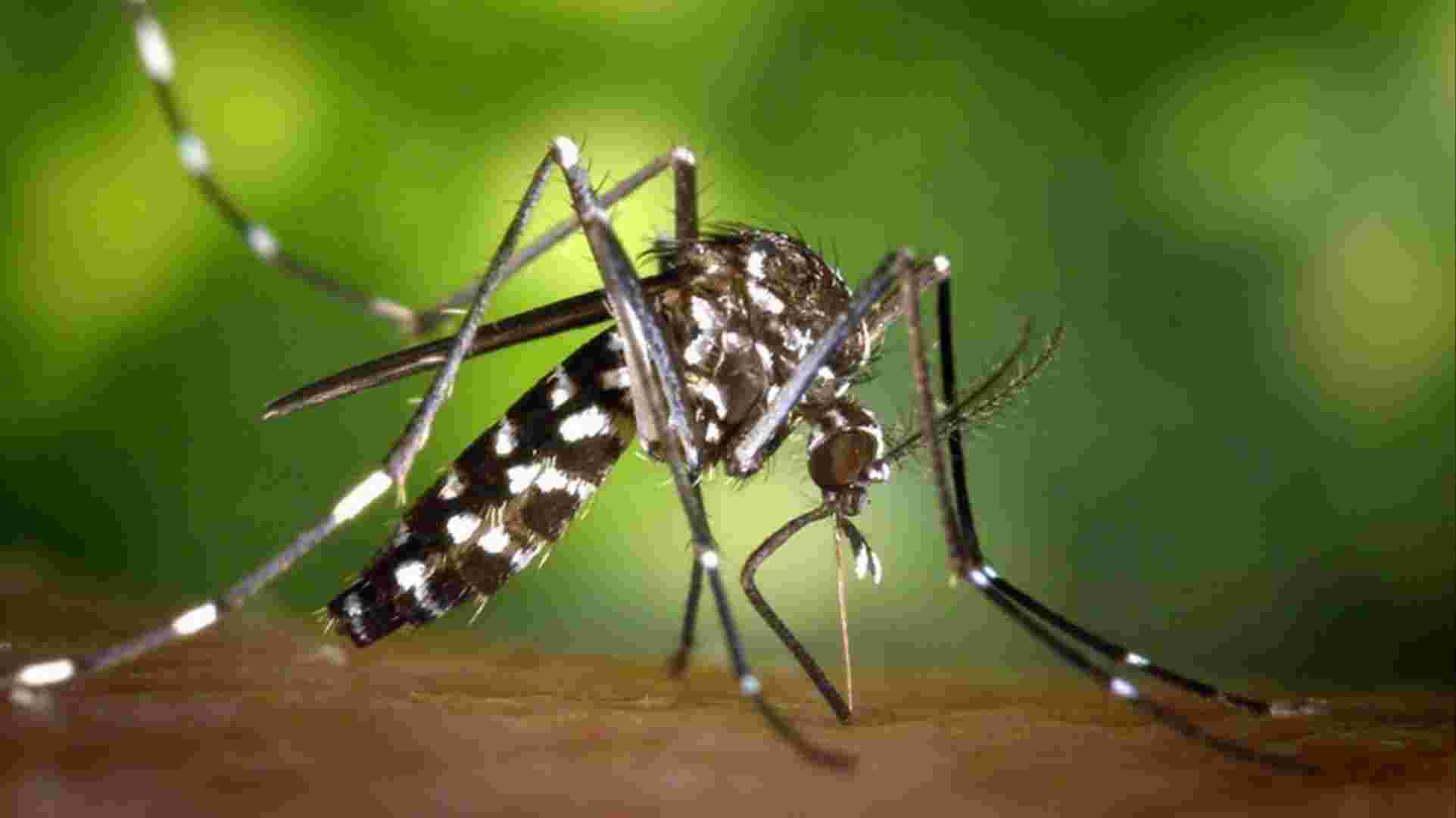 dengue
