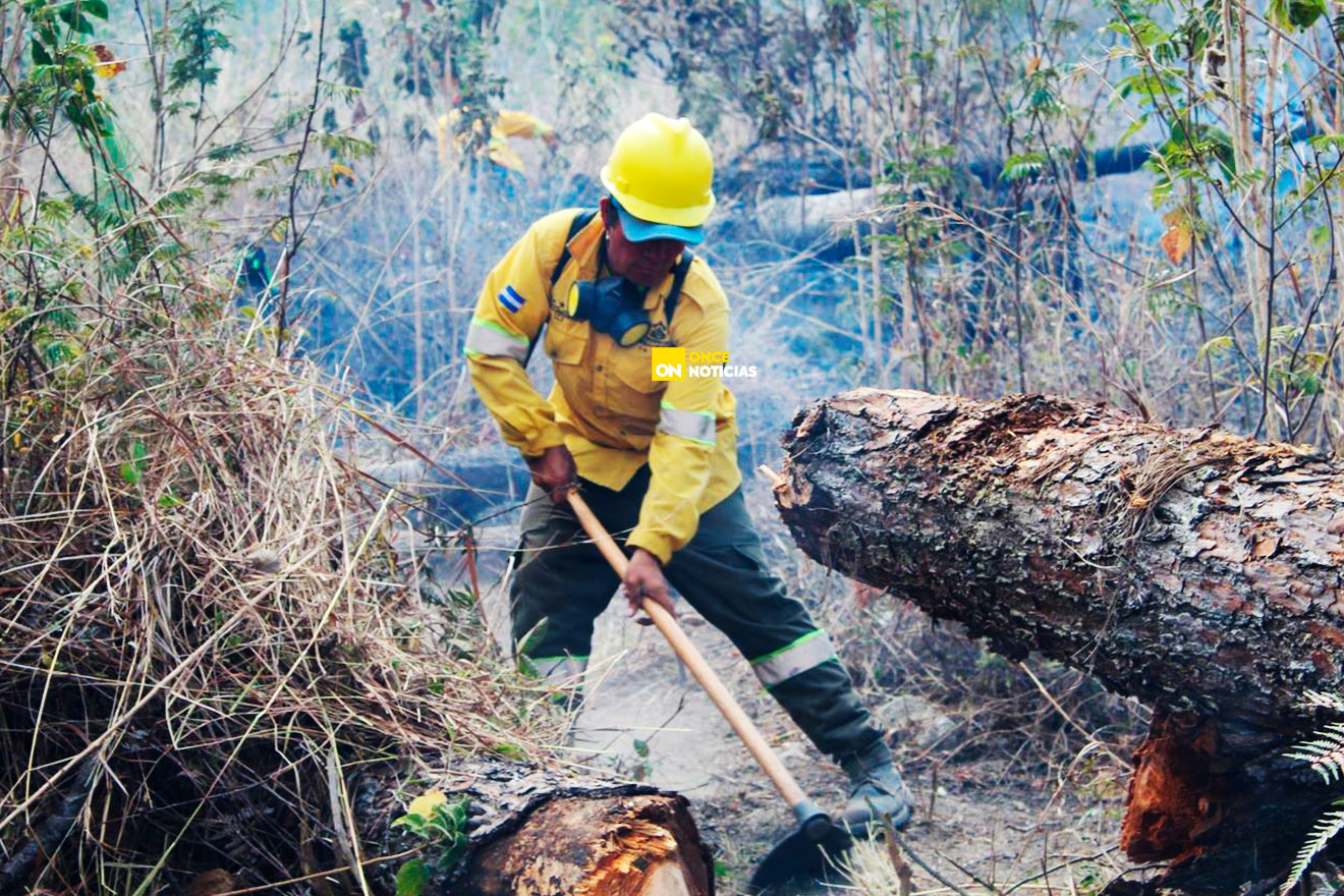 ¡alarmante Más De 17 Mil Hectáreas De Bosque Consumidas Por El Fuego