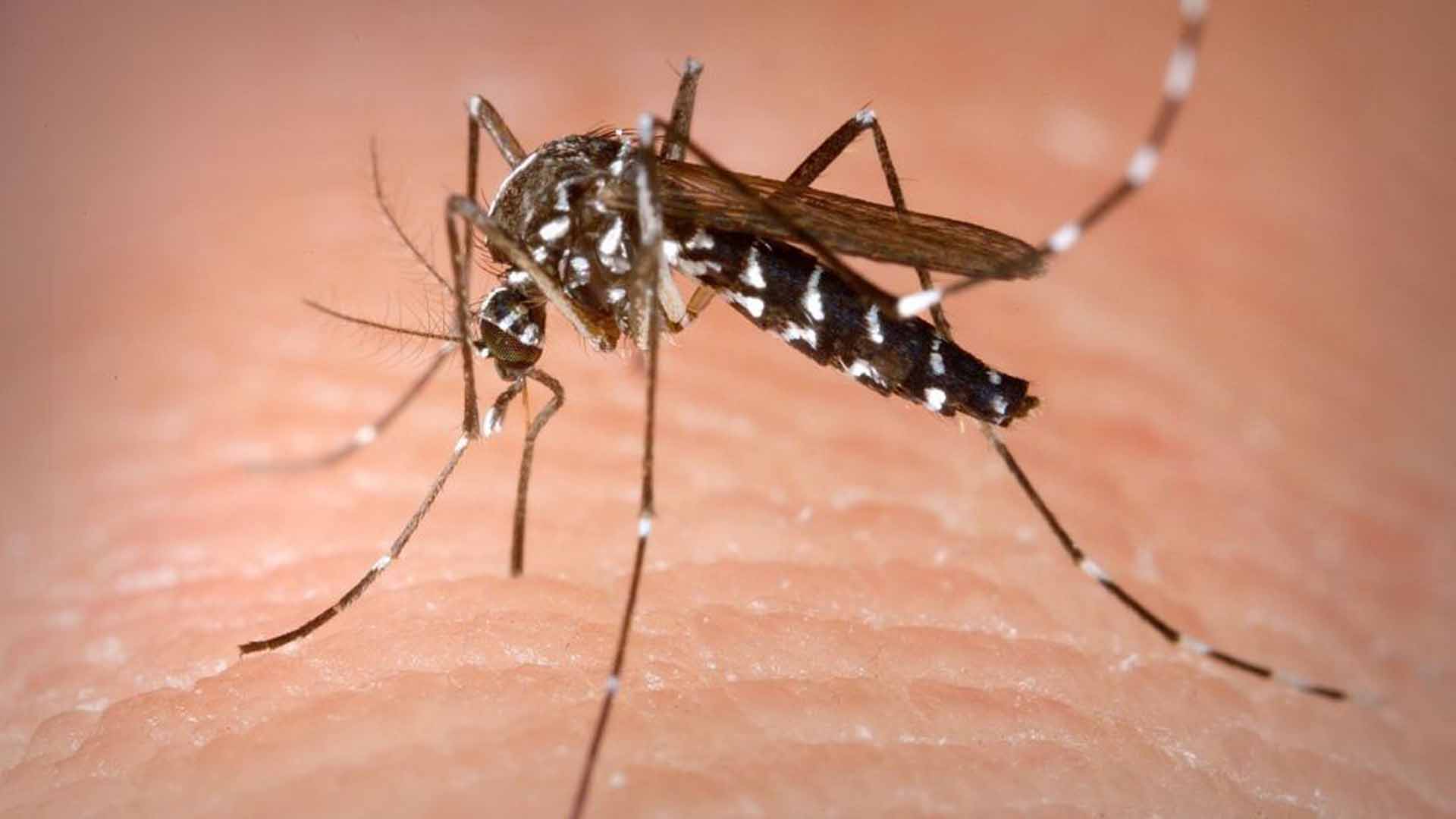 Mujer muere dengue grave