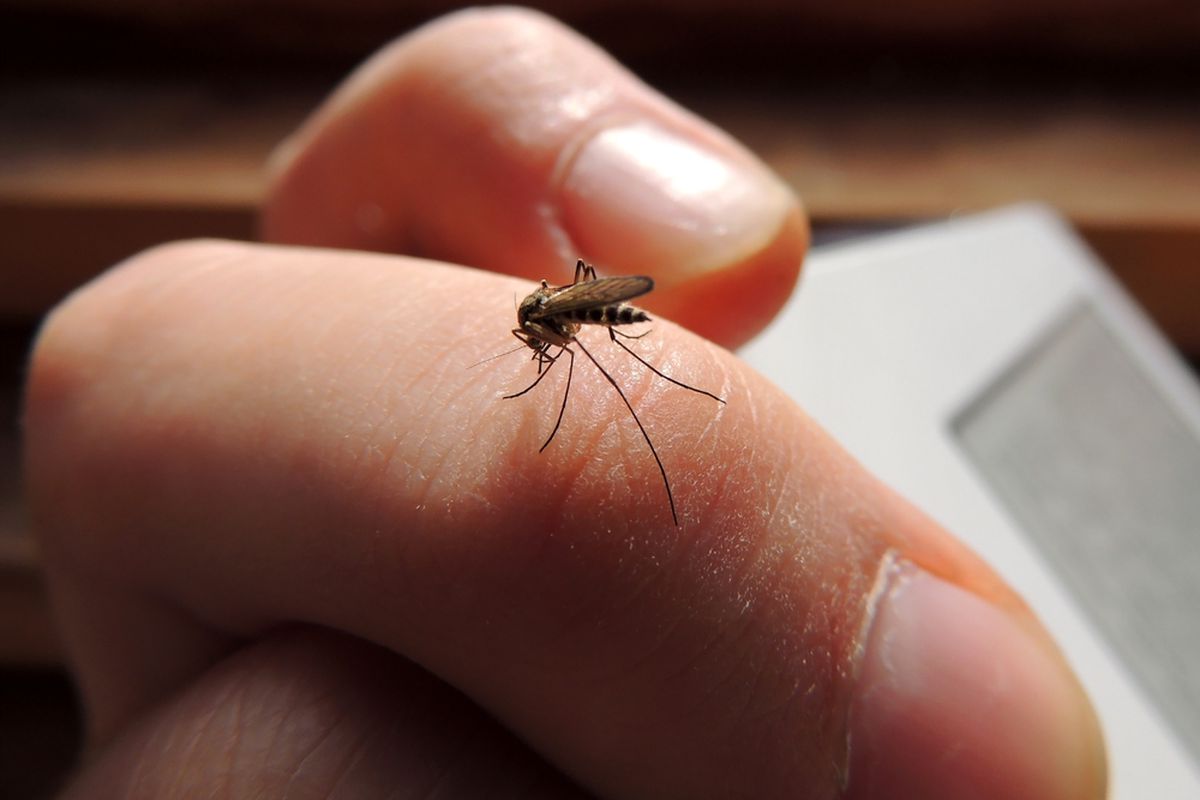 Mosquitos virus mortal