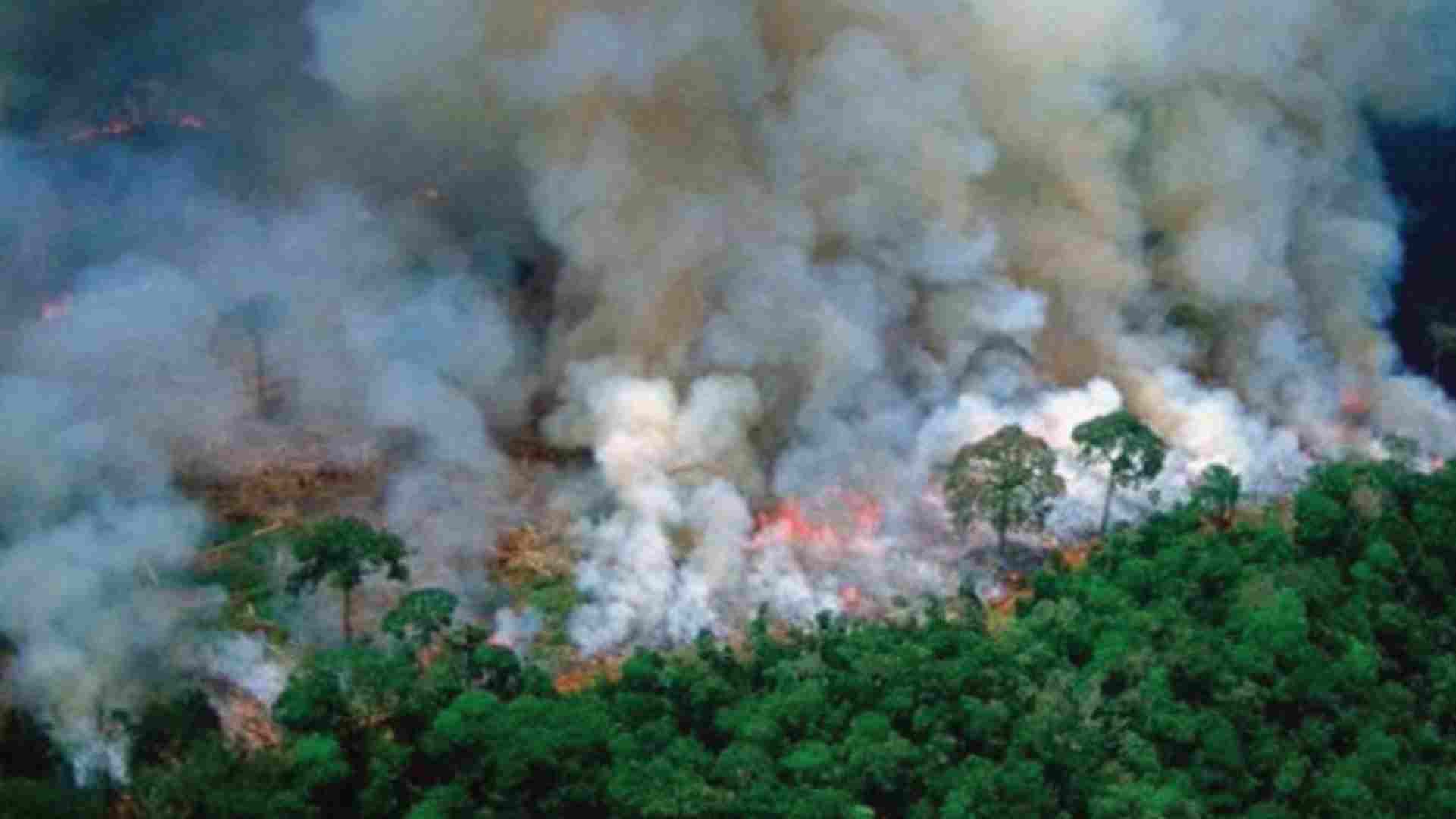 celebridades reaccionan incendios amazonas