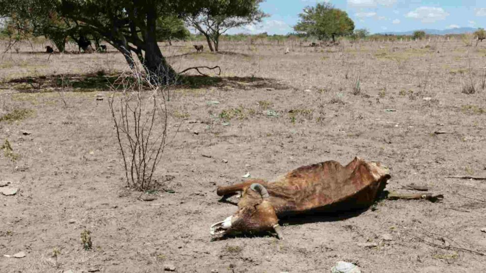 ¡PREOCUPANTE! Ganaderos de Olancho reportan la muerte de animales por ...