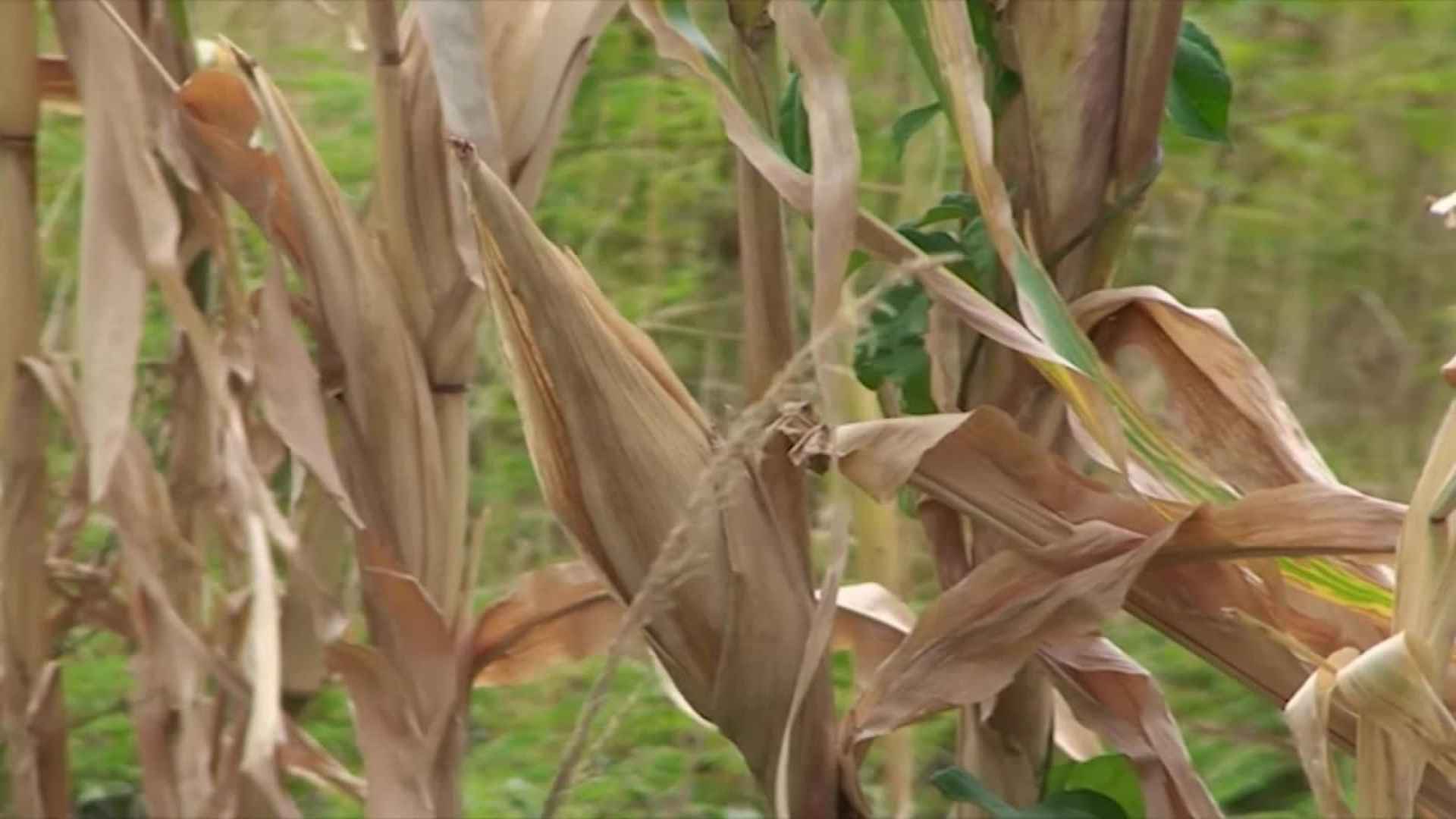 Honduras apoyo internacional sequía
