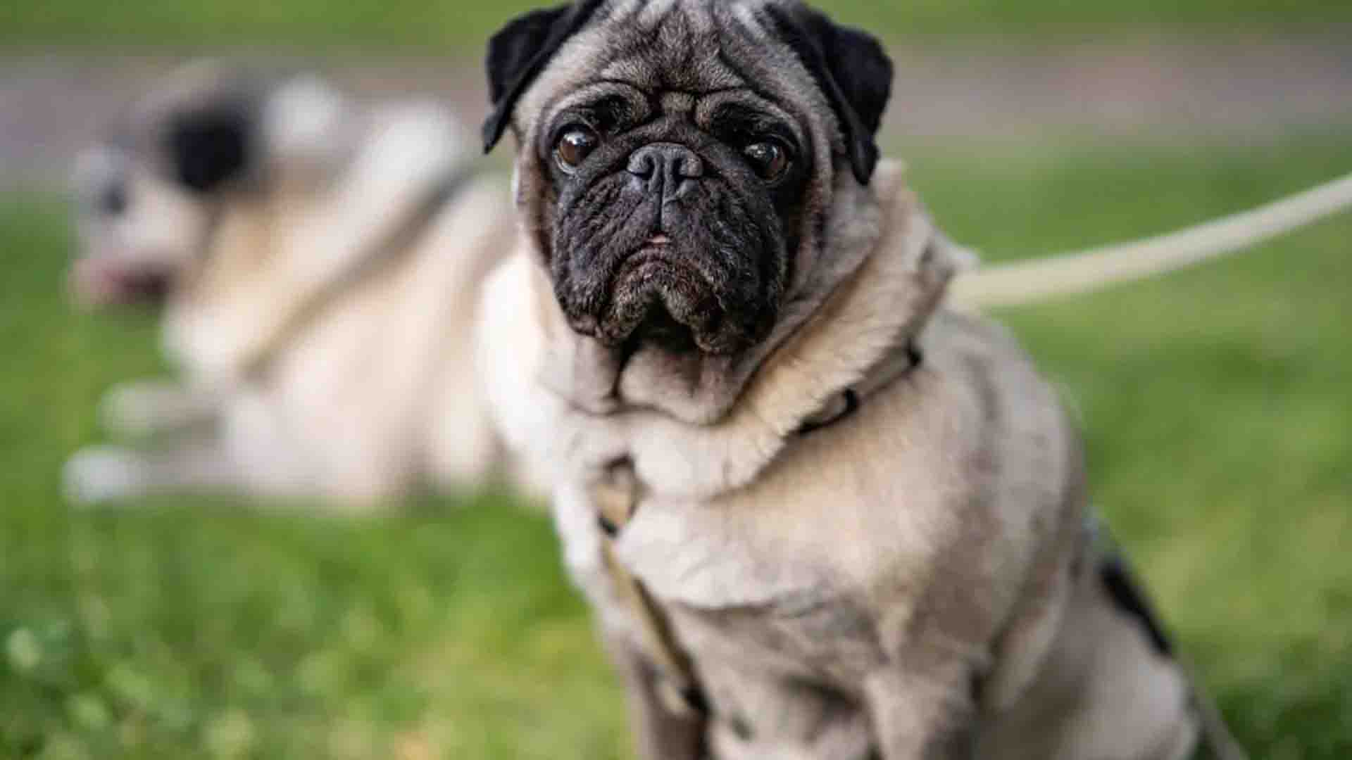 perro