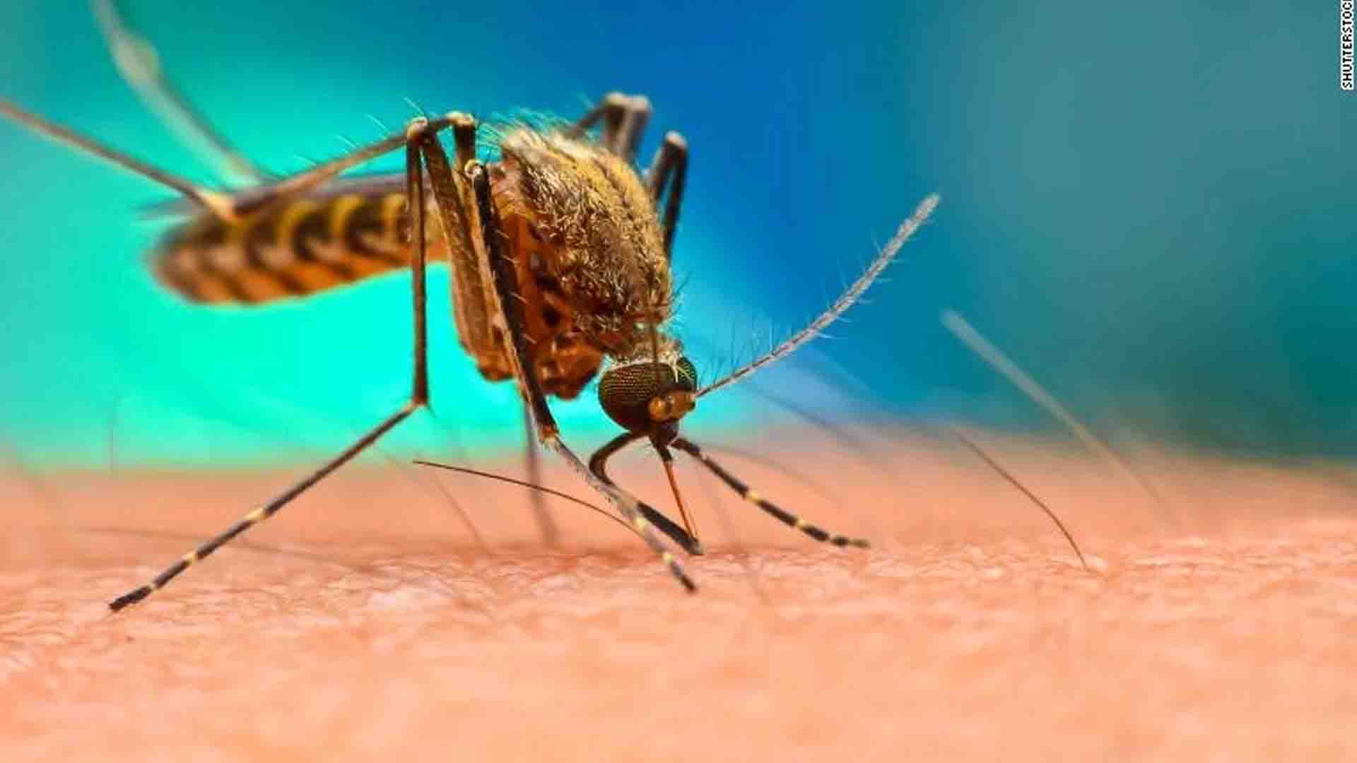 dengue
