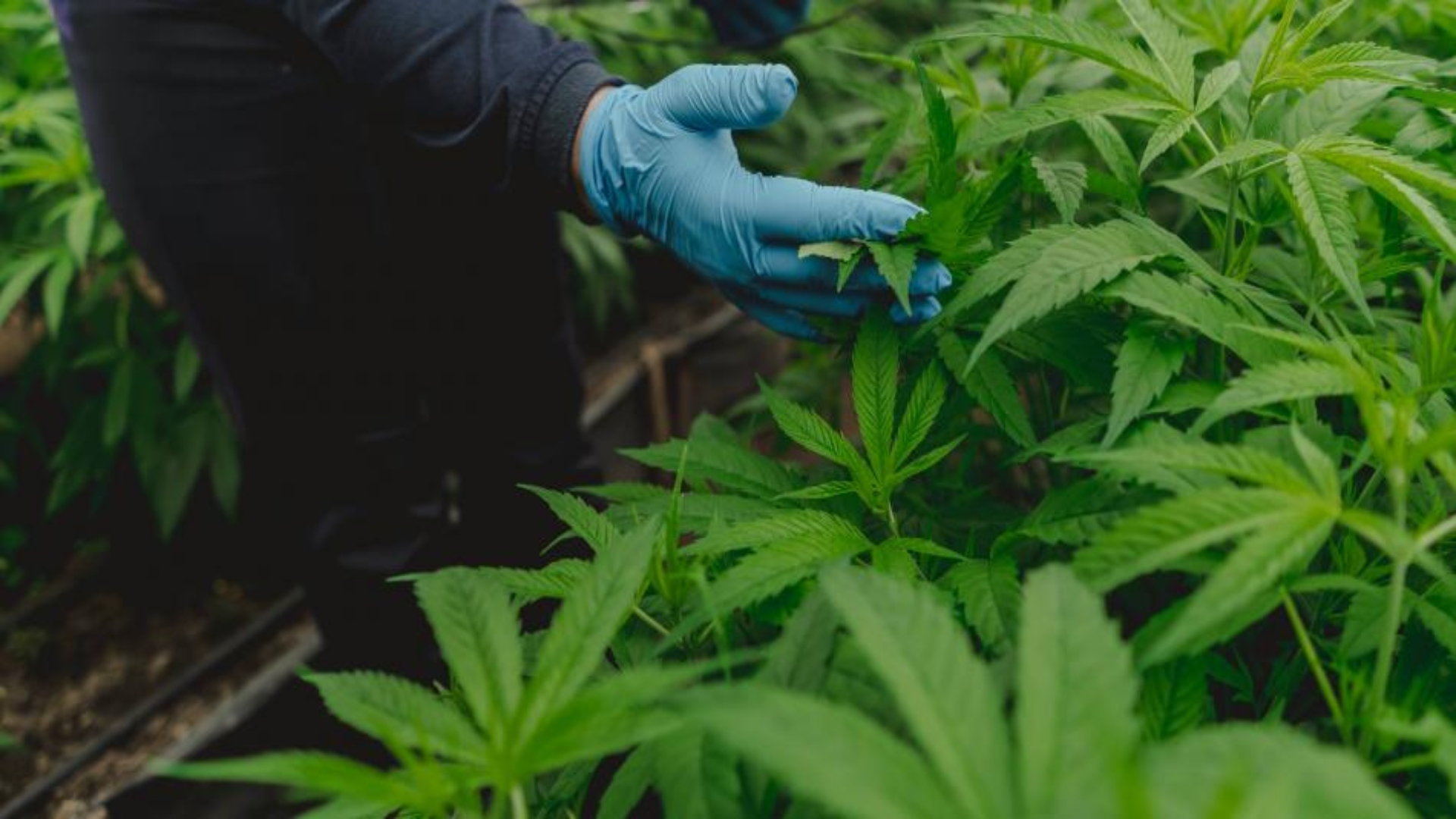 marihuana México