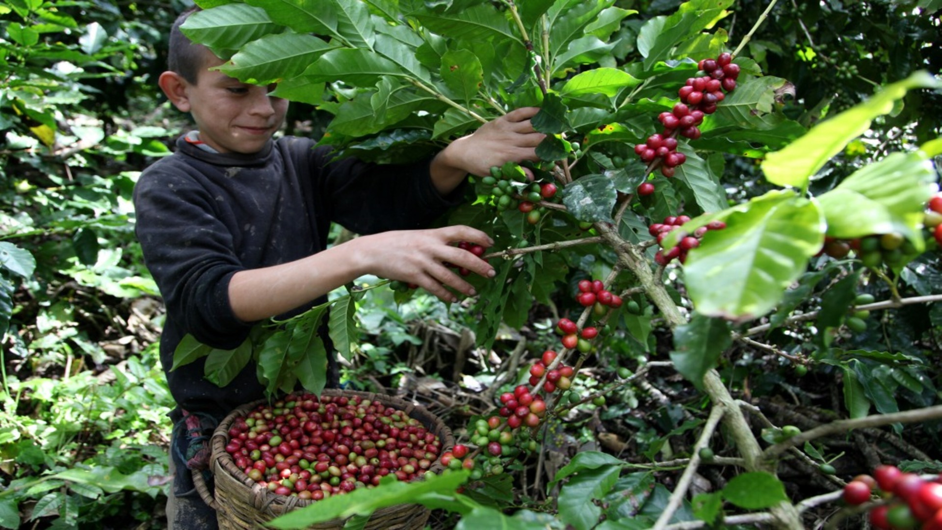 Honduras: 350 mil personas para recoger café en el período más productivo