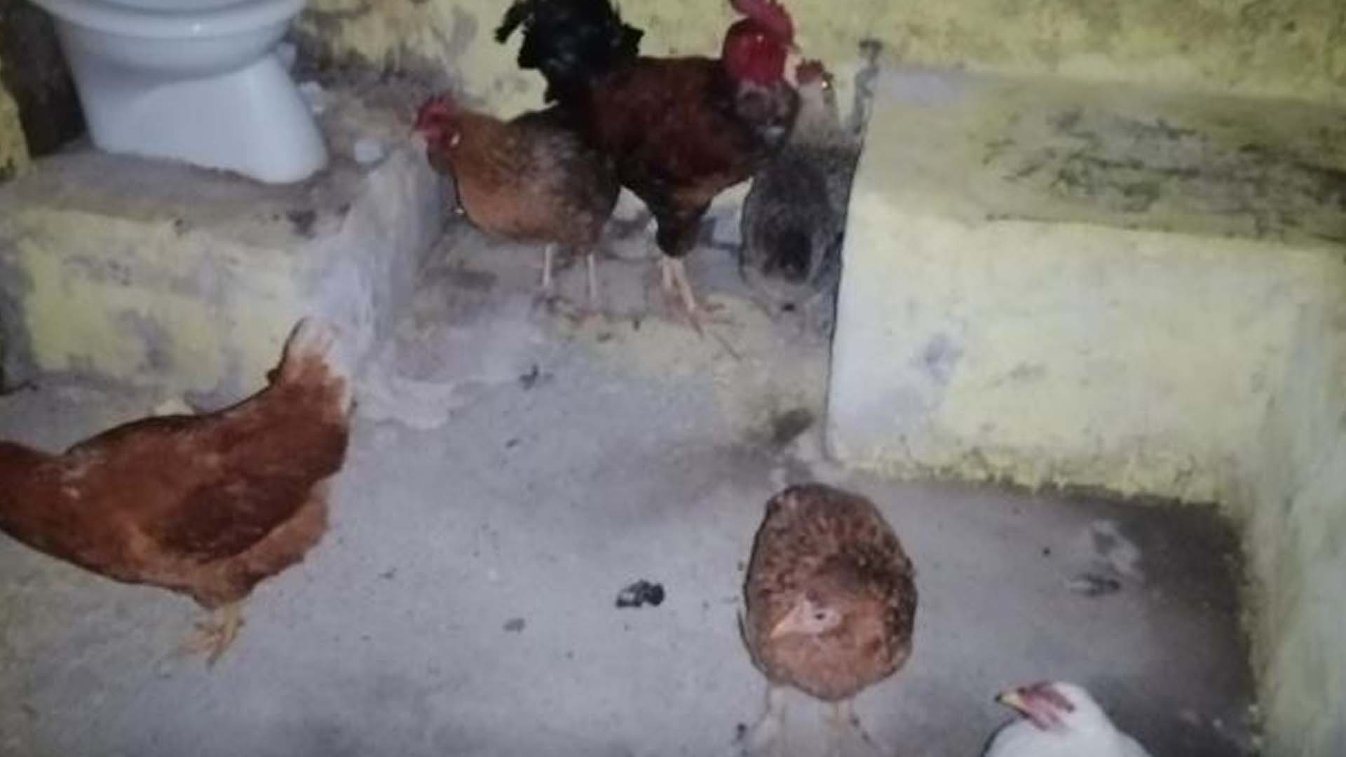 gallinas
