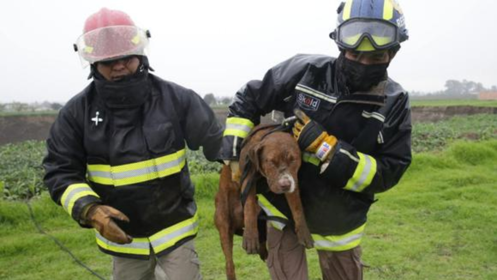 Perros
