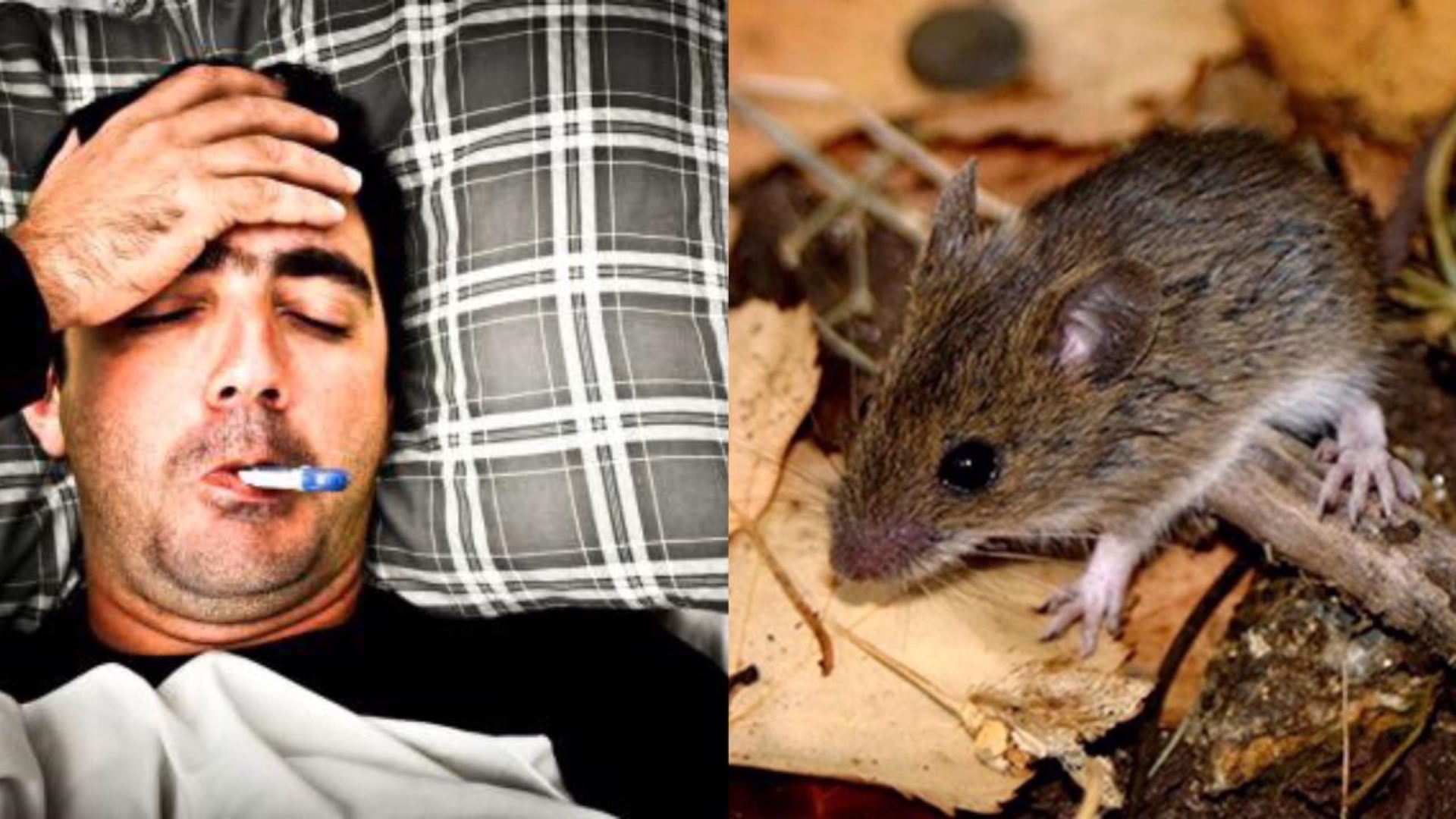 hantavirus