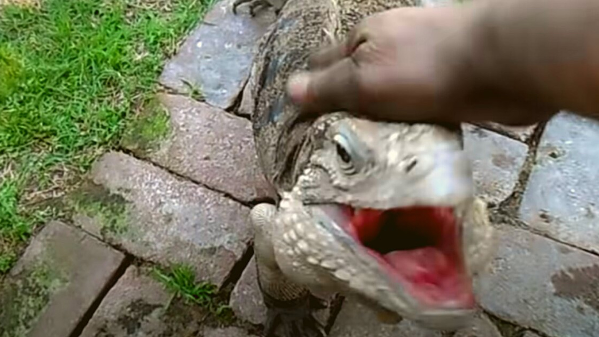 Iguana se cree perro