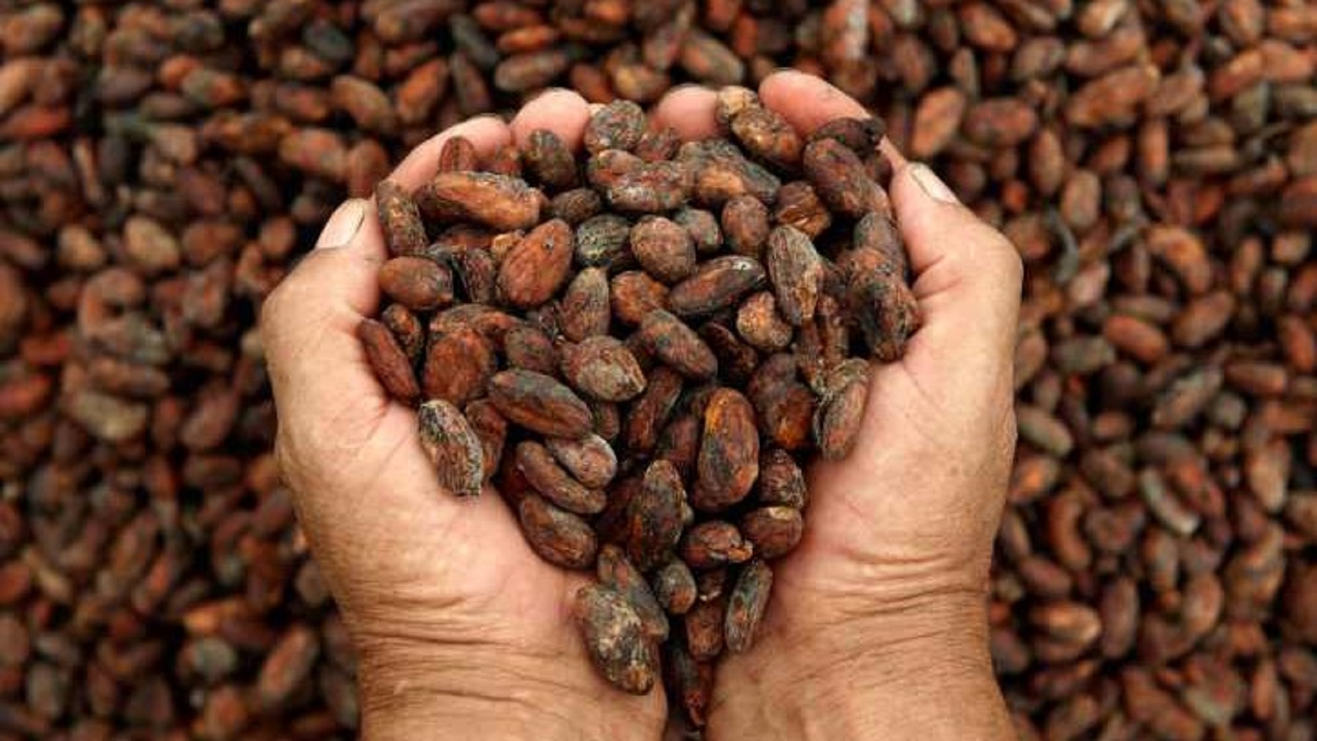 Cacao