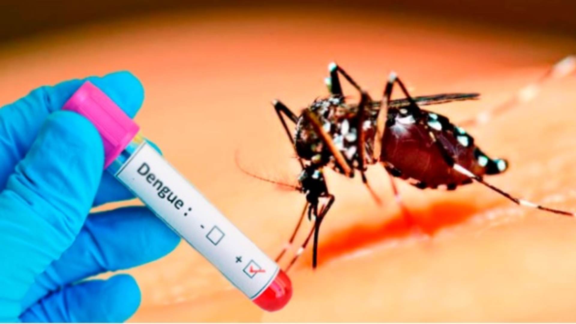 dengue
