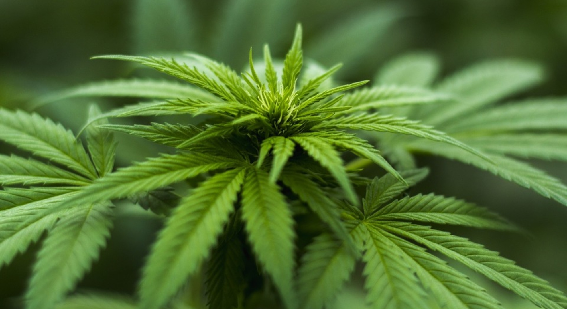 Cannabis