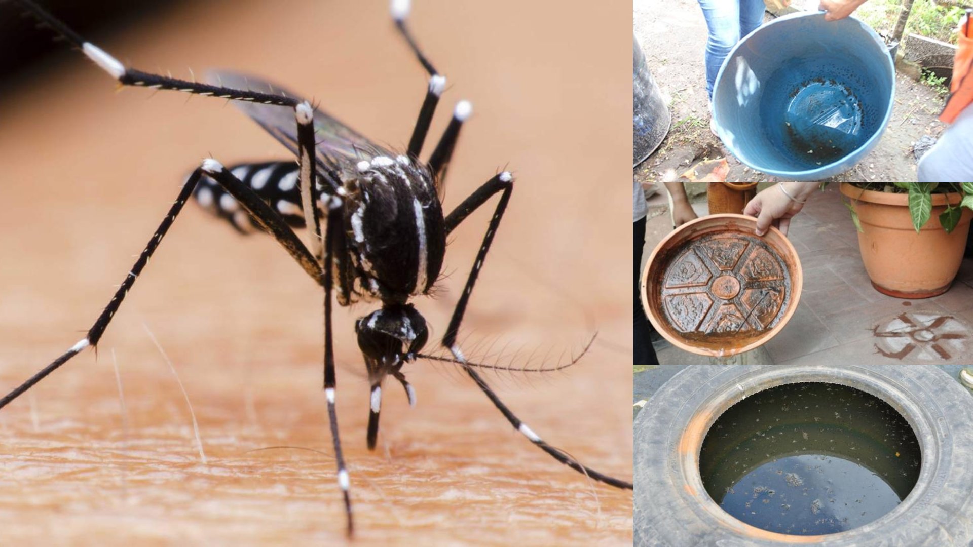 Dengue