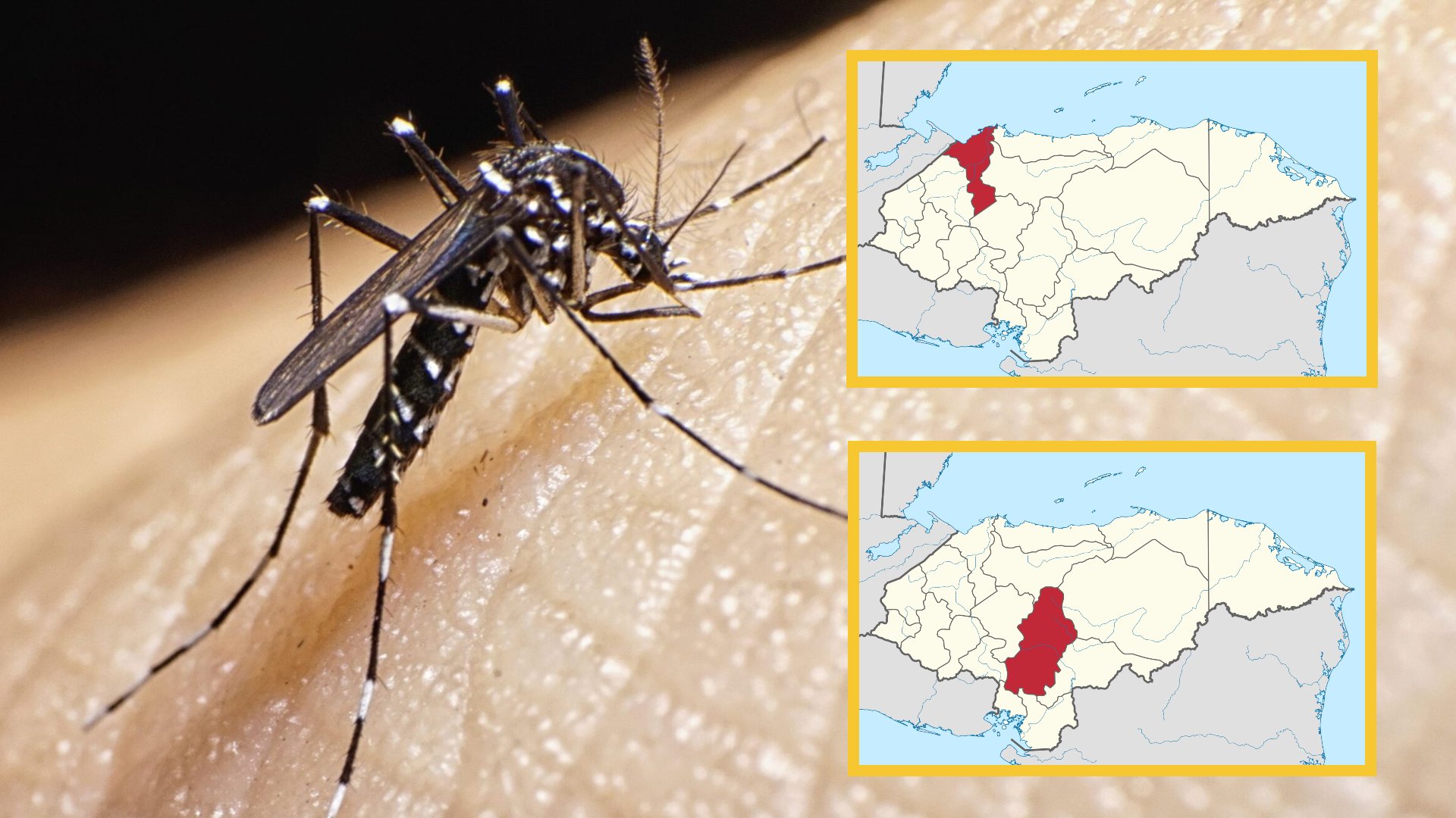 Dengue