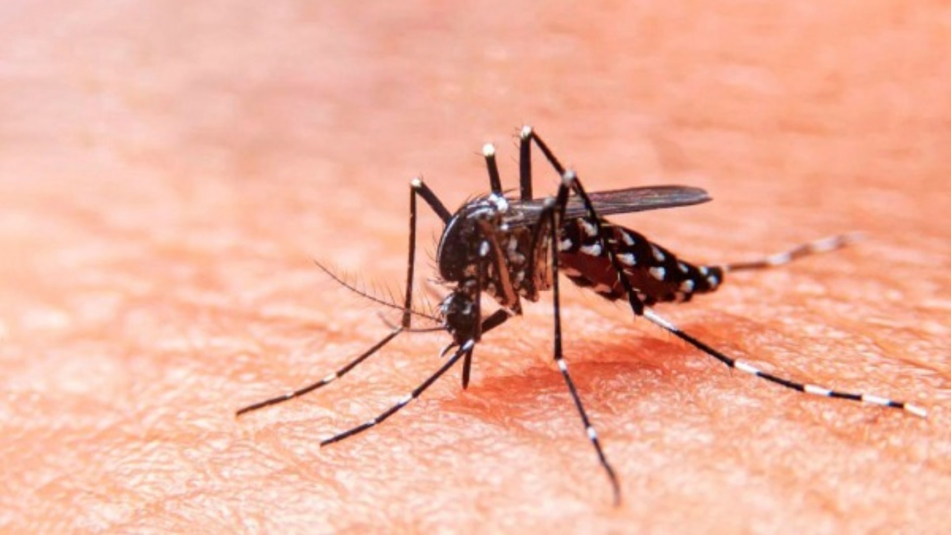 Dengue