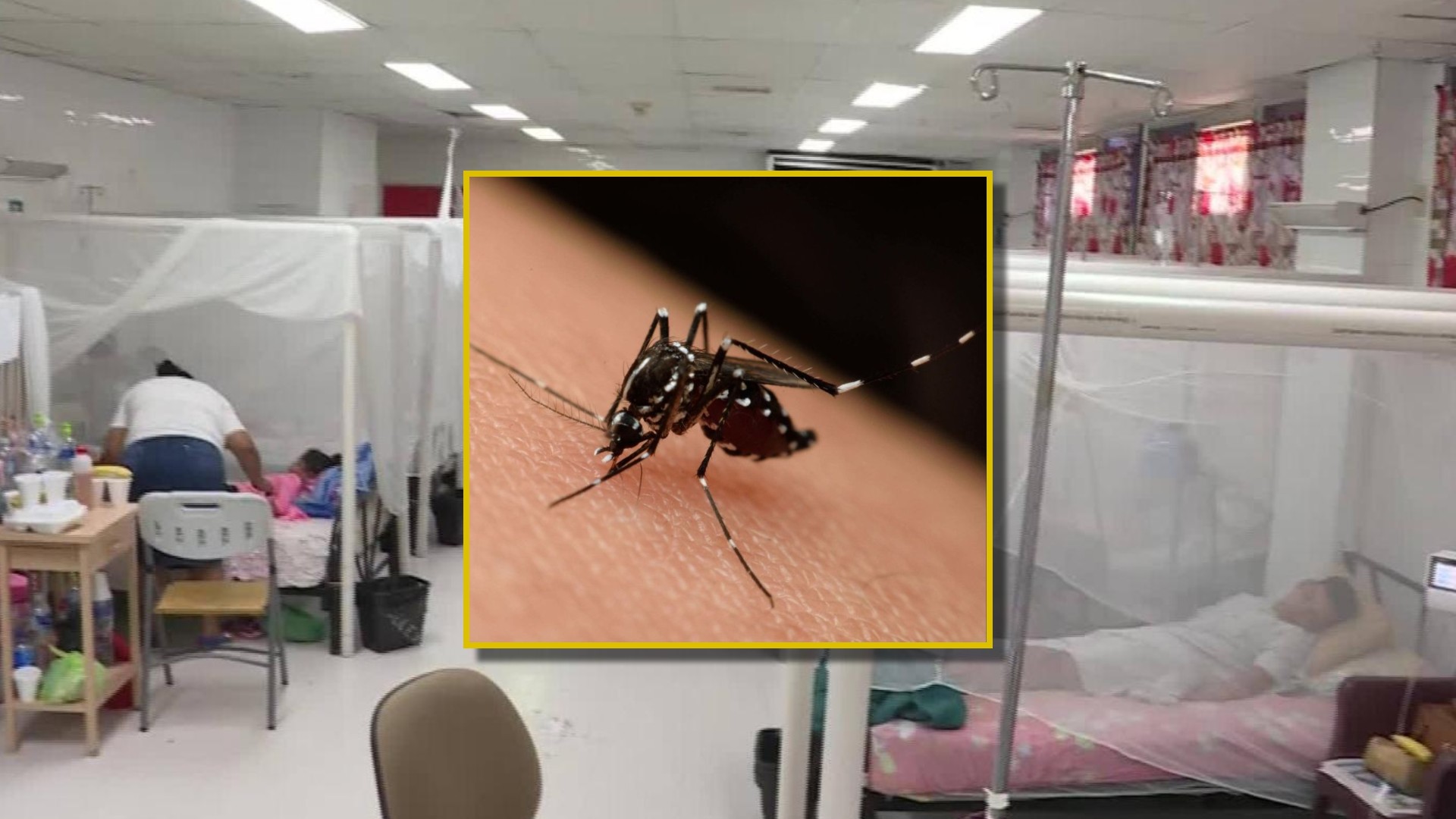 dengue