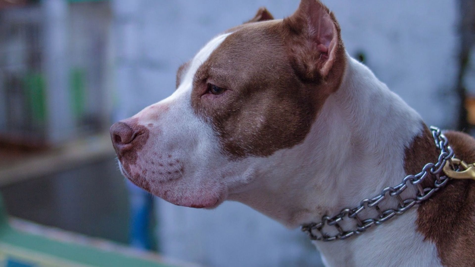 pitbull