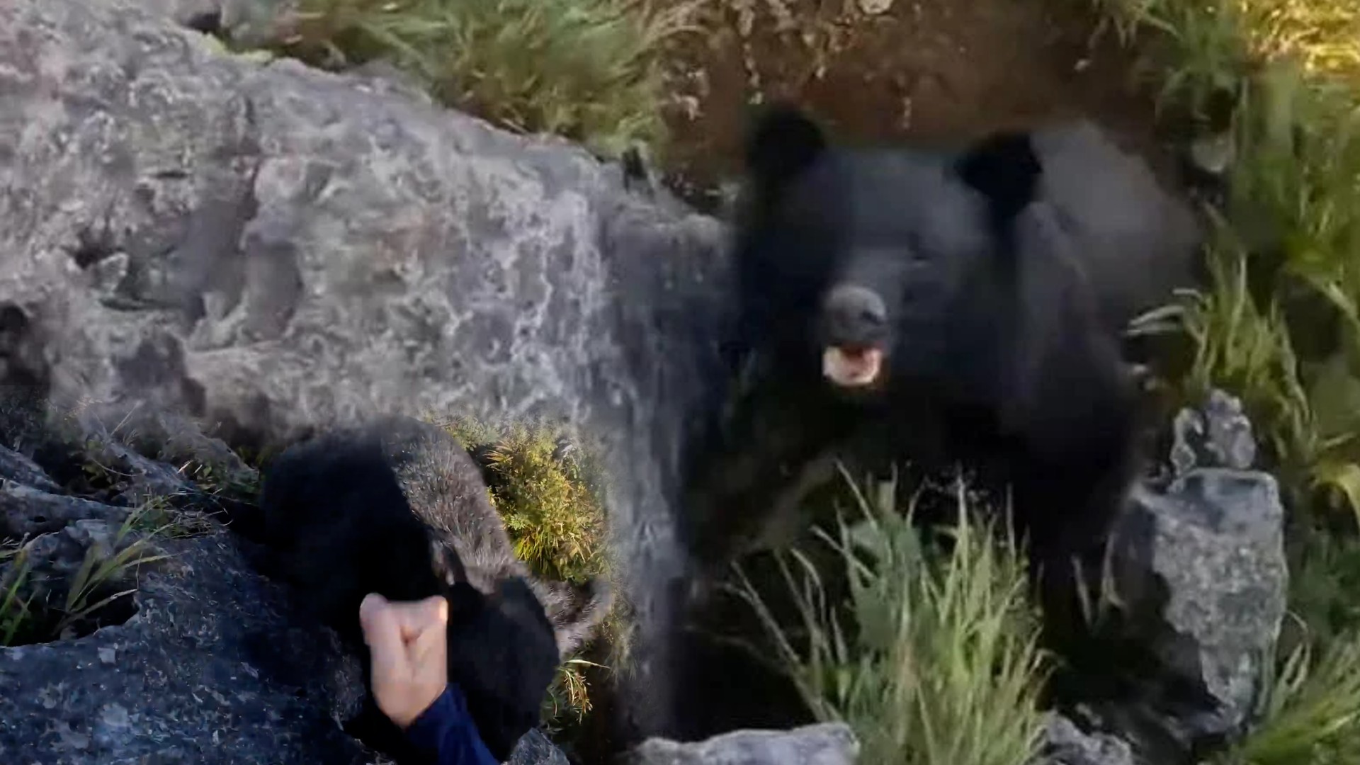 oso