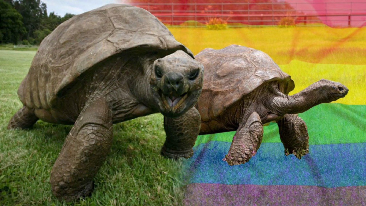 Tortuga Jonathan