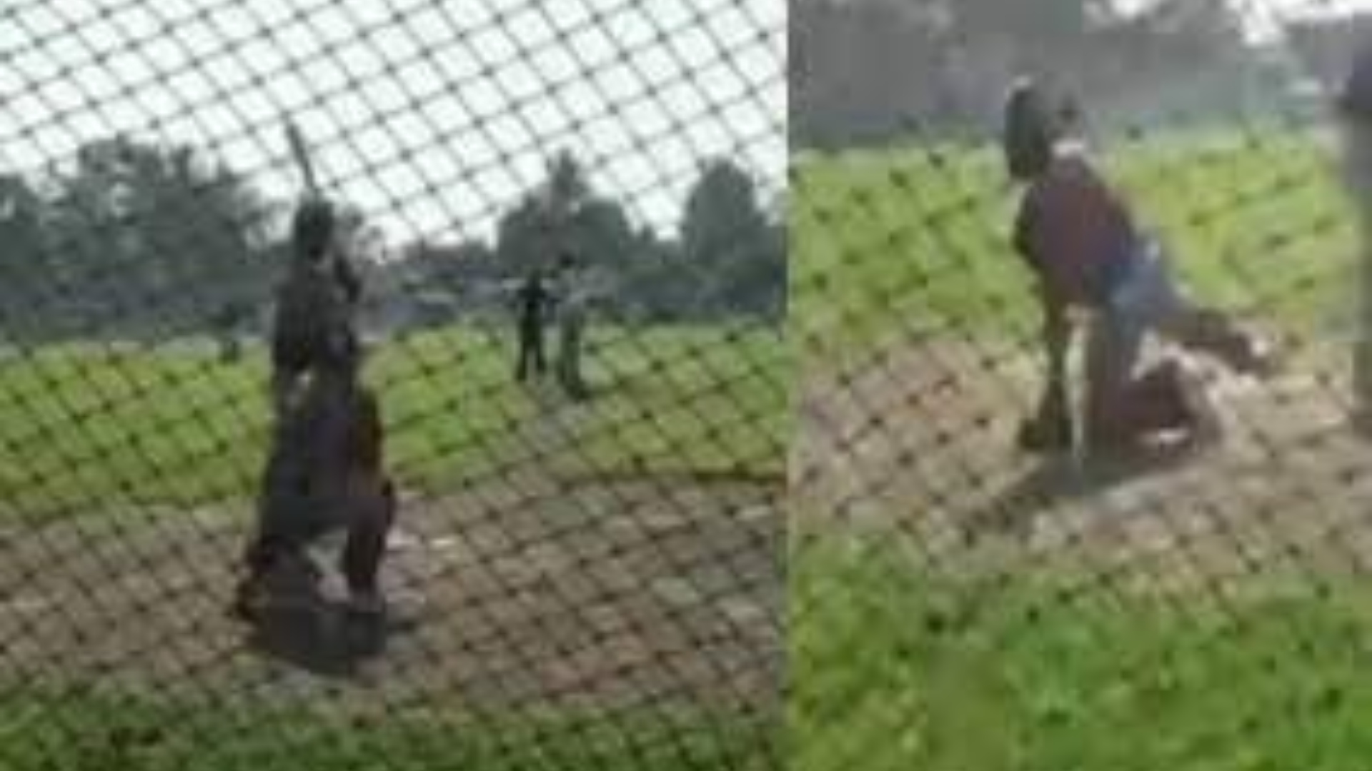 béisbol