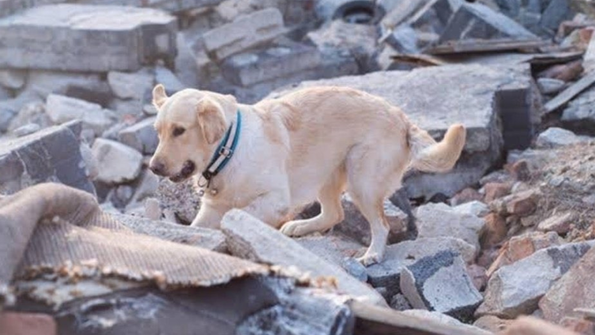 perro
