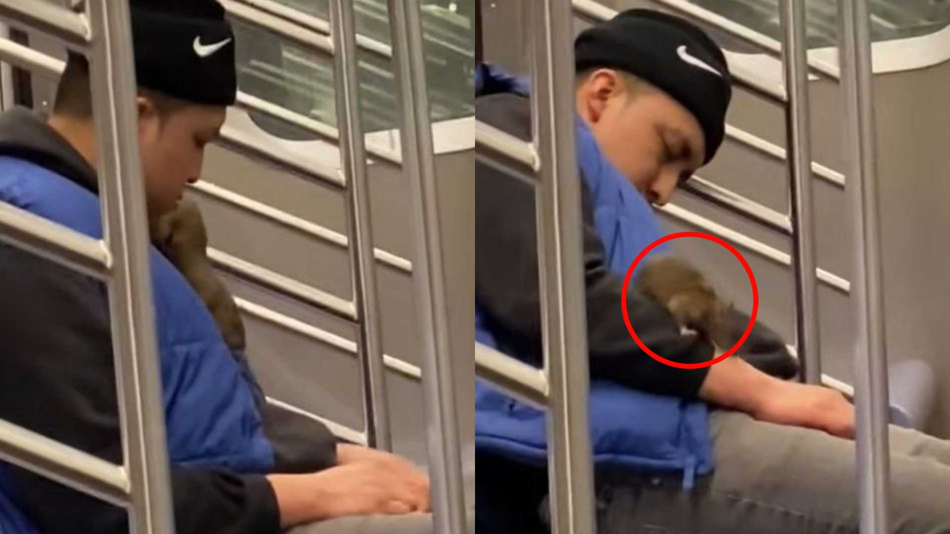 rata metro nueva york