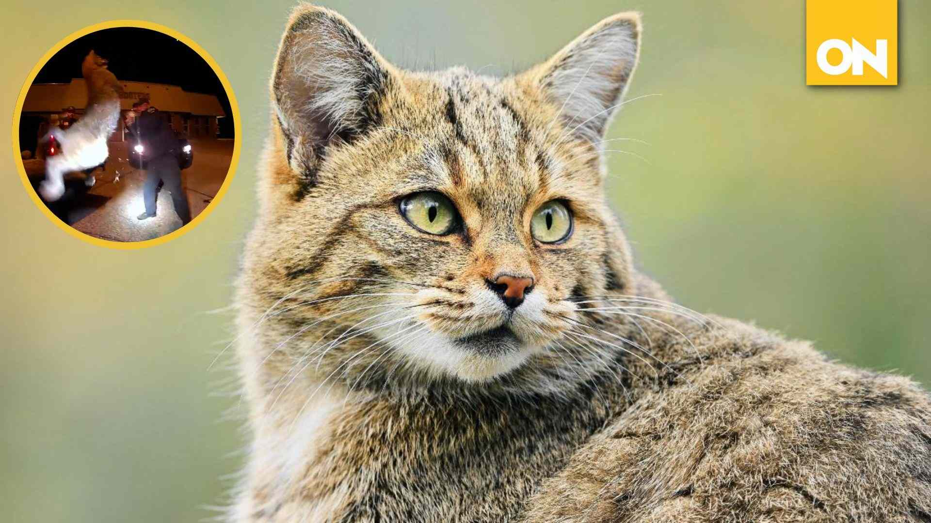 Gato Montés