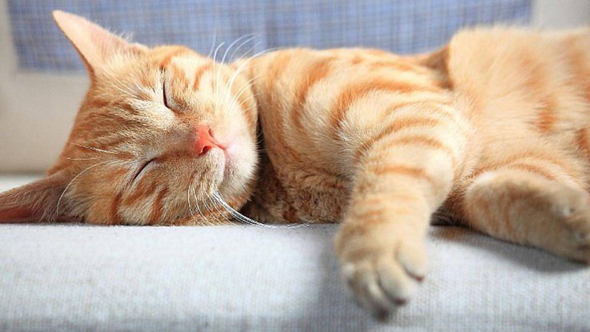 gatos encontrados congelados en refrigerador