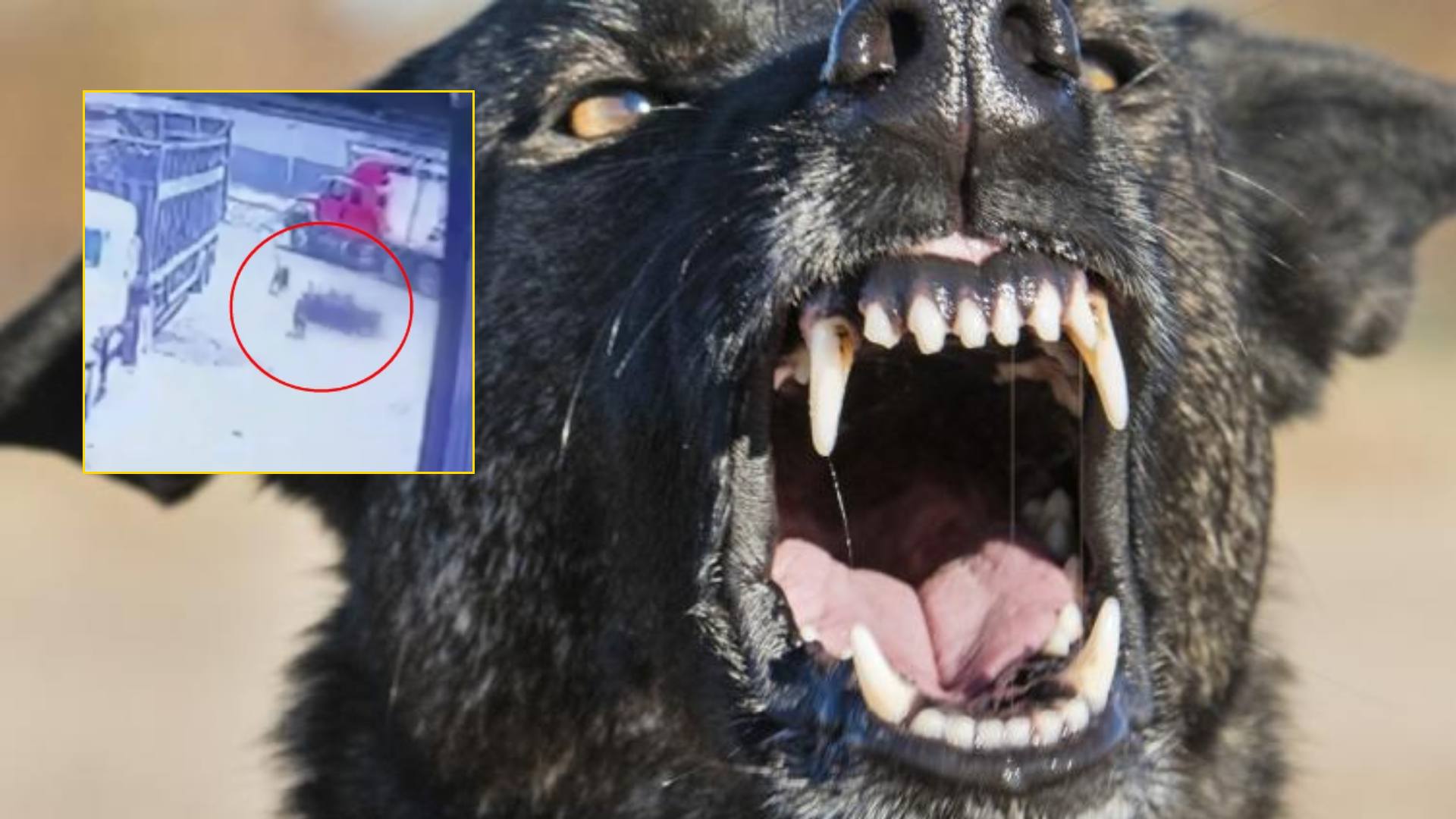 perros