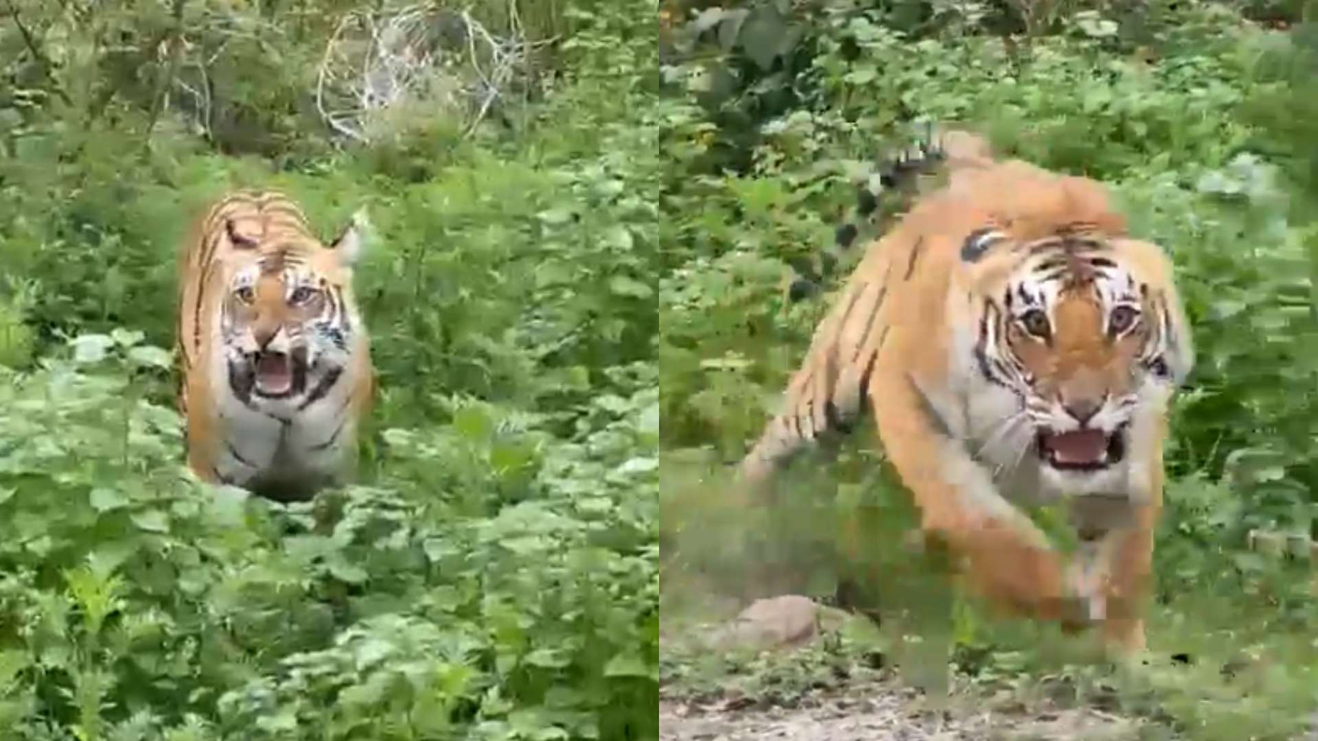 tigre video turistas anejas