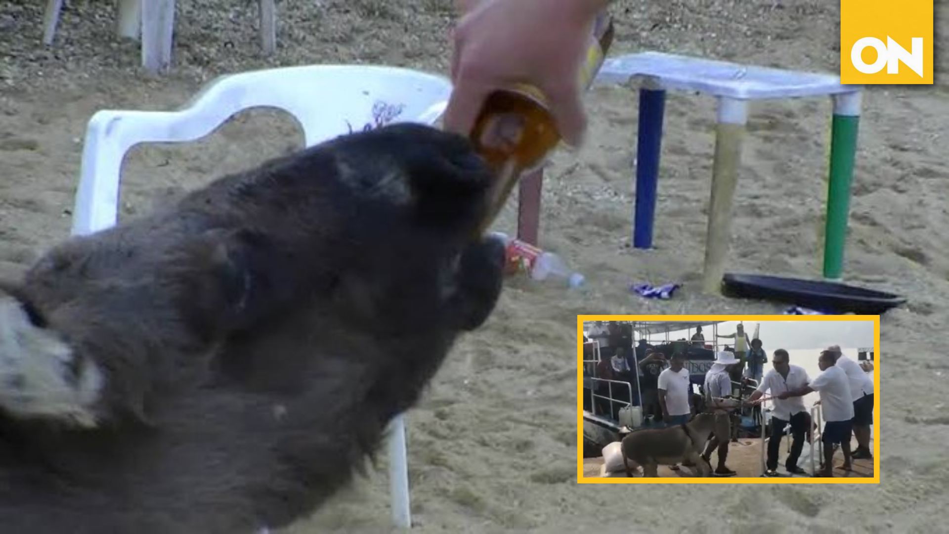 Burro
