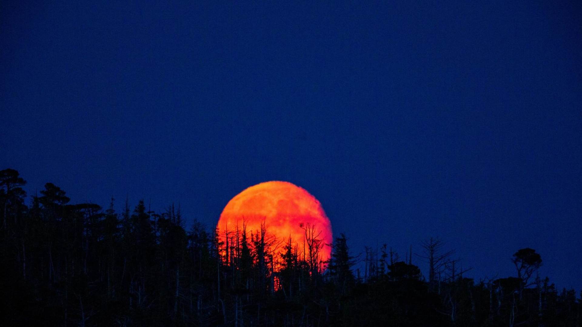 Luna de sangre