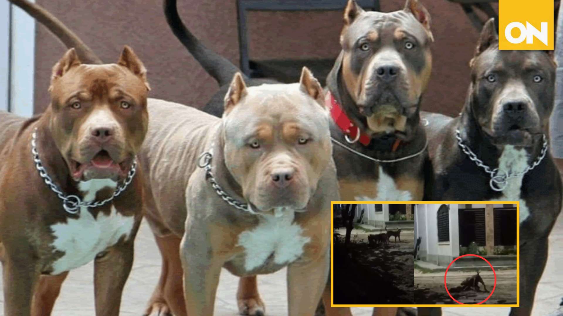 Pitbull
