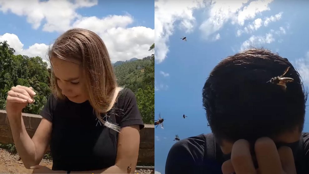 video abejas atacan turistas