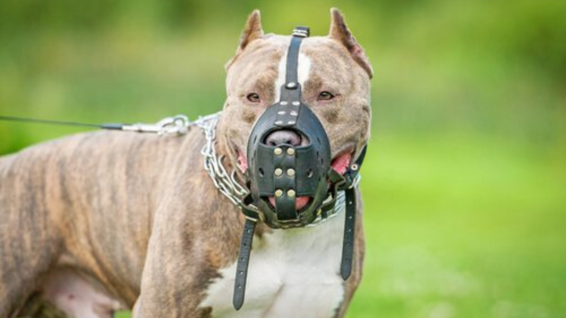pitbull