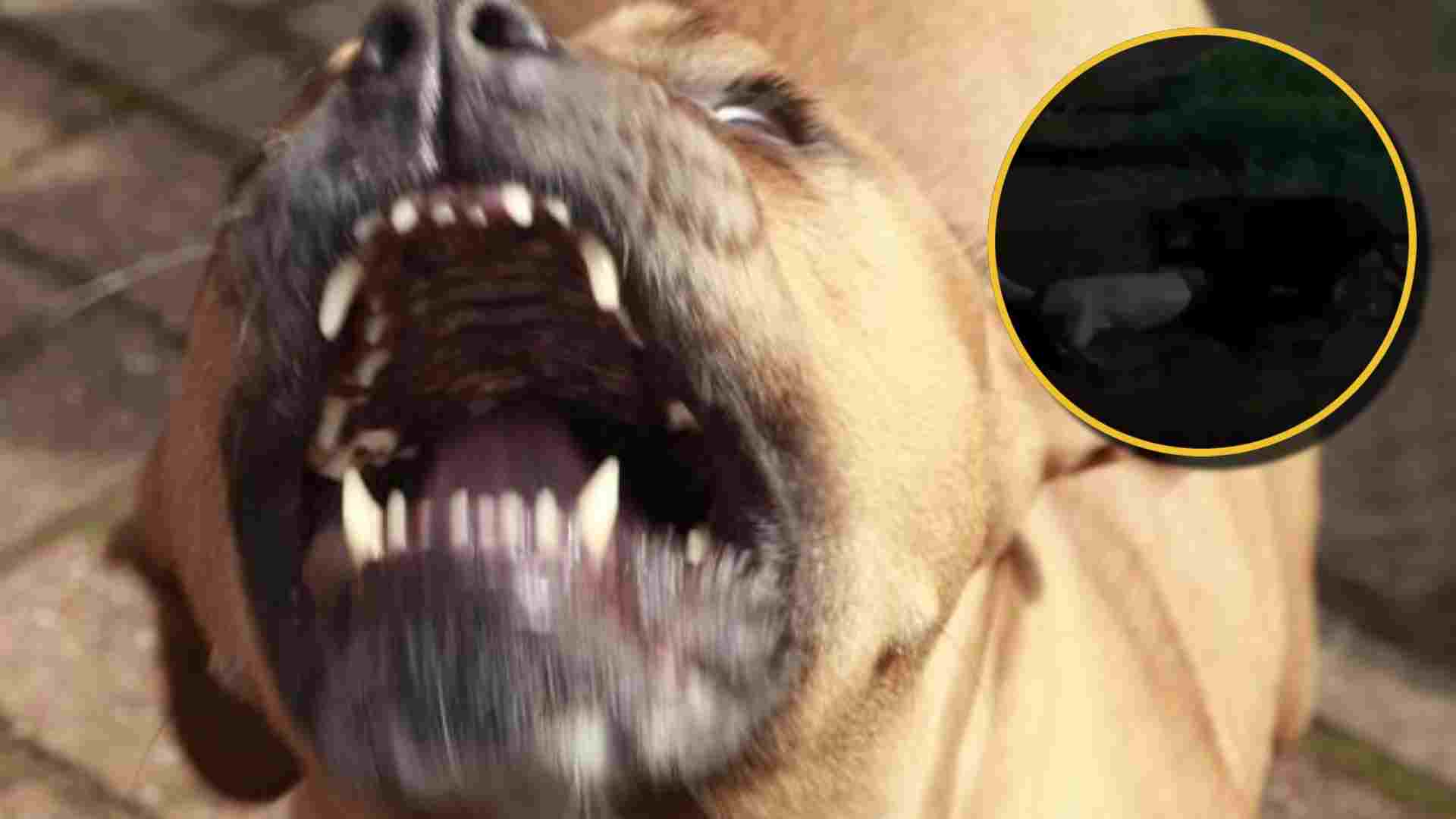 video pitbull