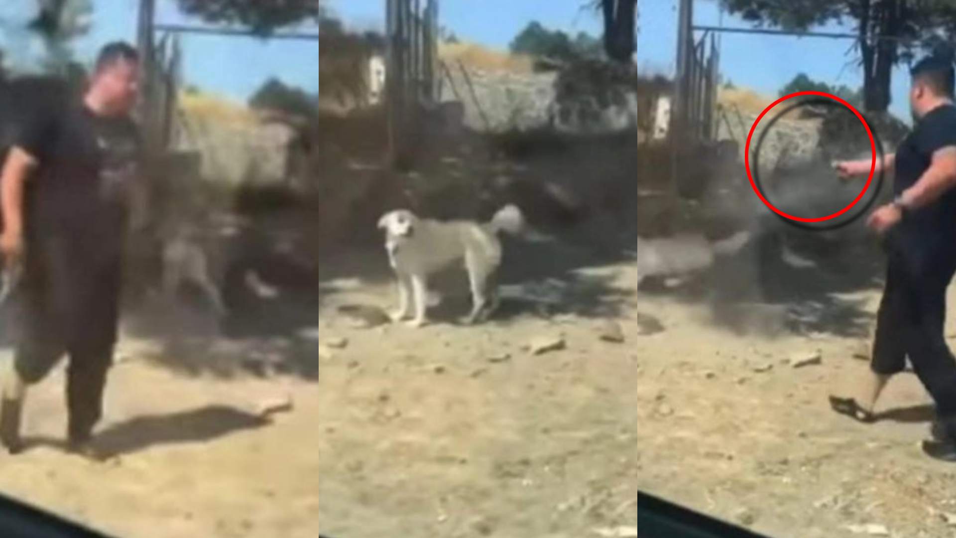 político mata a perrito a disparos