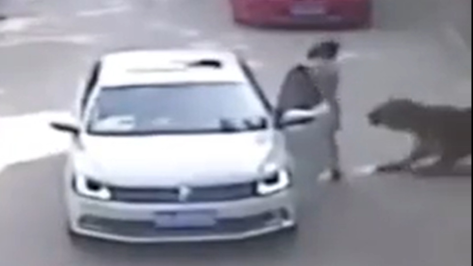 mujer es atacada por un tigre