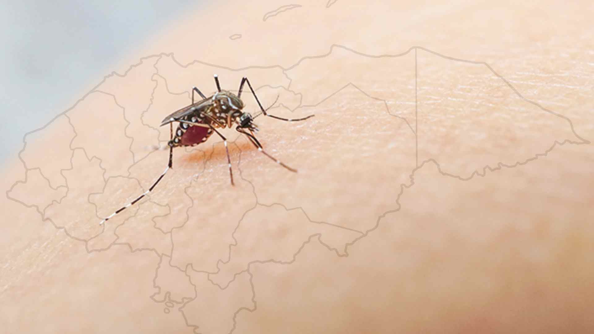 dengue